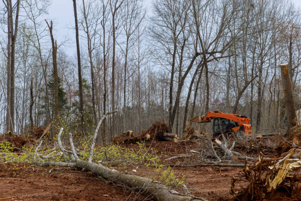 Trusted Twinsburg, OH Tree Removal Services Experts